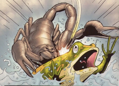 Scorpion hunting a frog